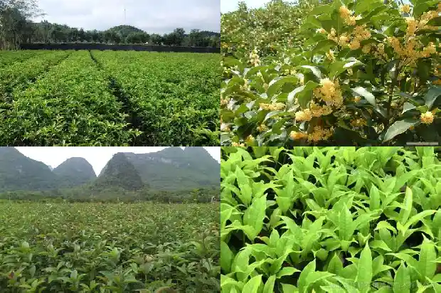 桂花树的颜色形状和气味怎么写1682563896240