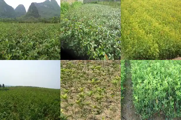 桂花树的颜色形状和气味怎么写1682563896336