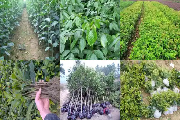 桂花树散发出什么的香味1682563916047