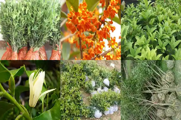 长沙桂花树价格查询最新1689985524170