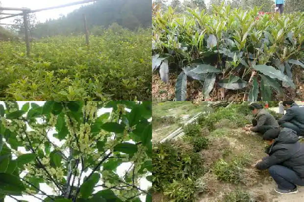 桂花树散发出什么的香味1682563916143