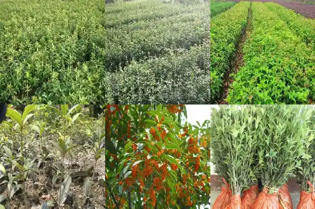 桂花树散发出什么的香味1682563916191
