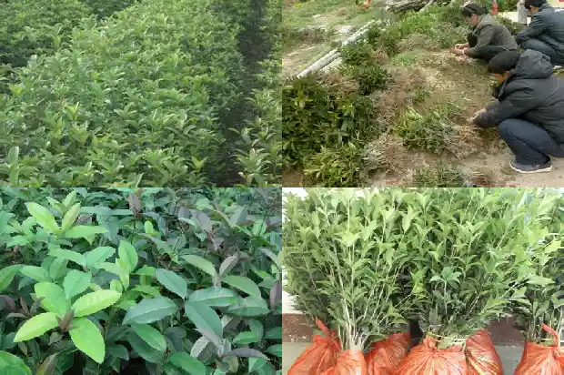 桂花树什么时间拉枝1690418064288