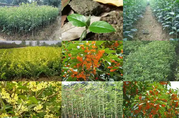 天香台阁桂花叶子怎么辨认1690072618133