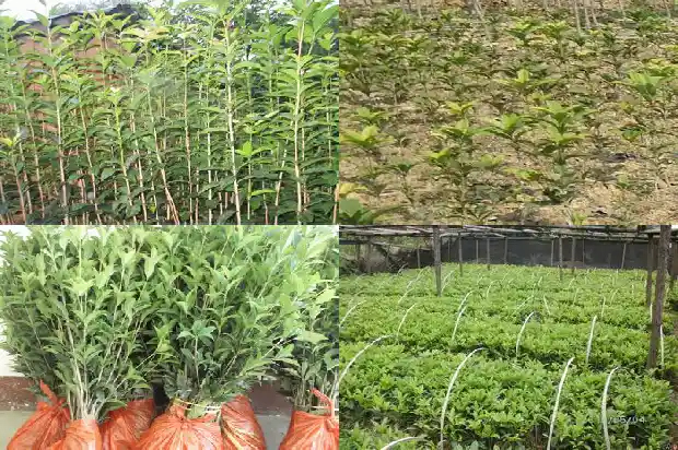 形容桂花的香味应该怎么说1682563983822