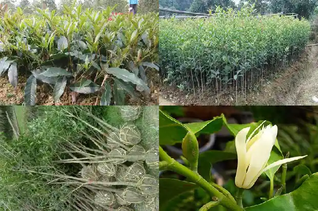 新鲜桂花怎么处理才能食用呢1689576960507