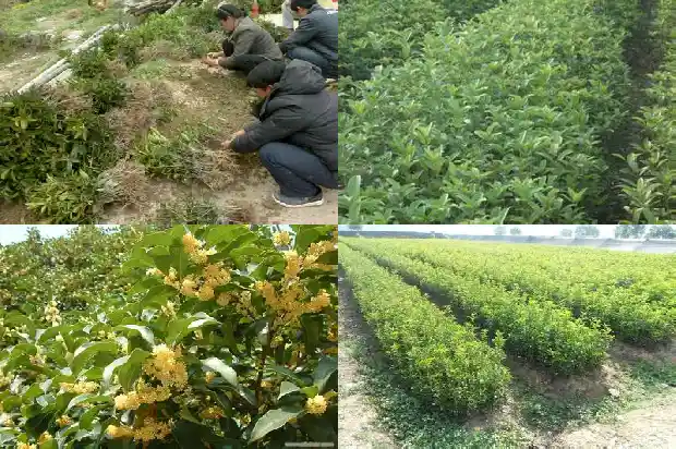 写桂花的气味的一段话1682564016204