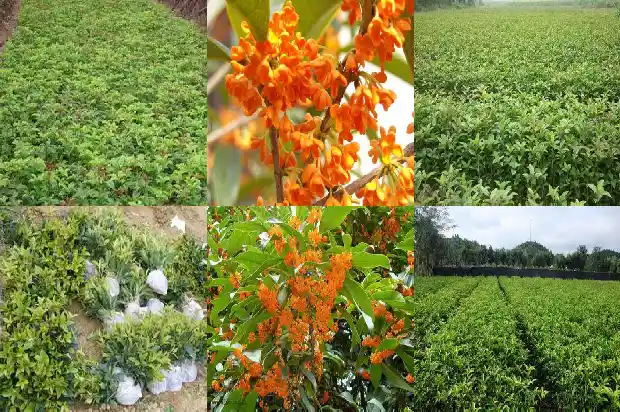 桂花树的气味怎么样形容成语1682564056843
