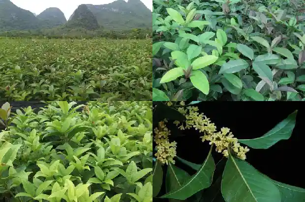 桂花树香气闻多了好不好1682564075075