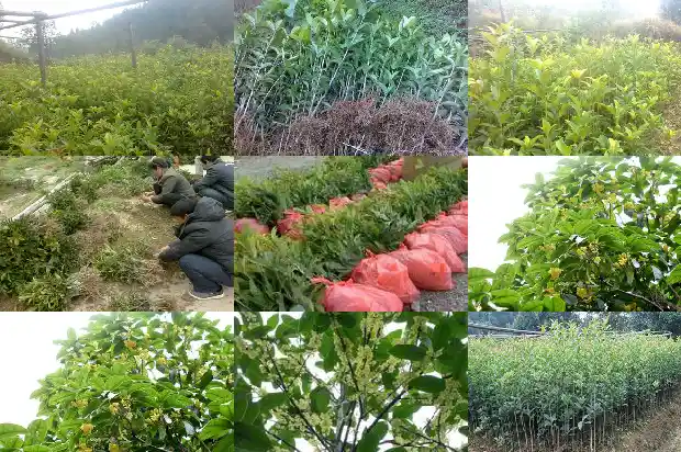 桂花树香气闻多了好不好1682564075122
