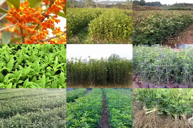桂花的气味可以用哪些句子1682564092997