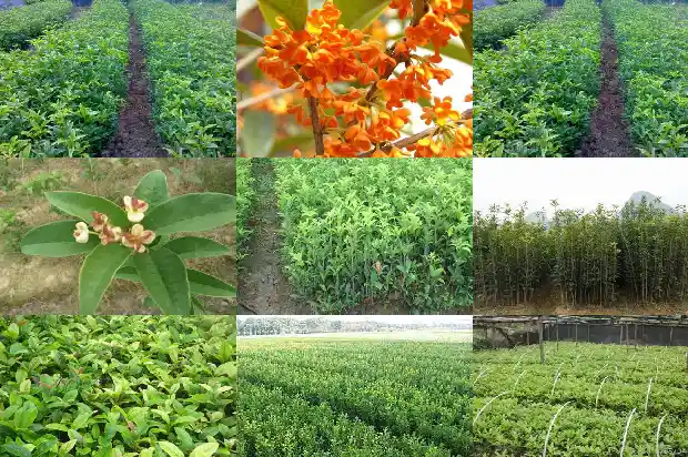 桂花树的气味怎么形容词语四个字1682564112709