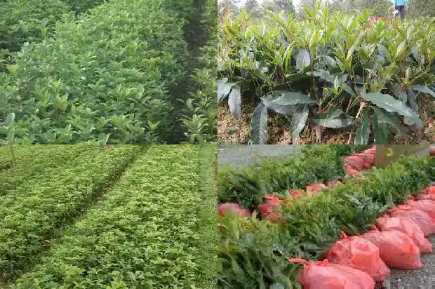 形容桂花树的香味的句子1682564154004