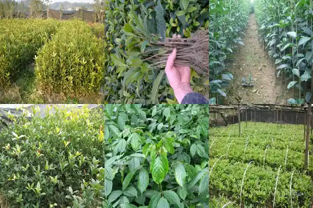 怎样种植桂花树苗最好1688861972332