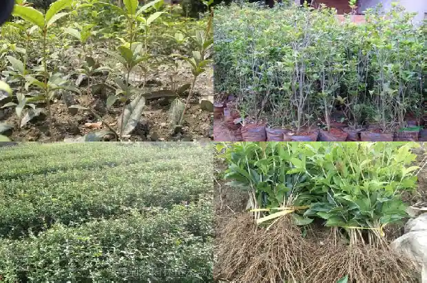 桂花树是什么气味的植物1682564174321