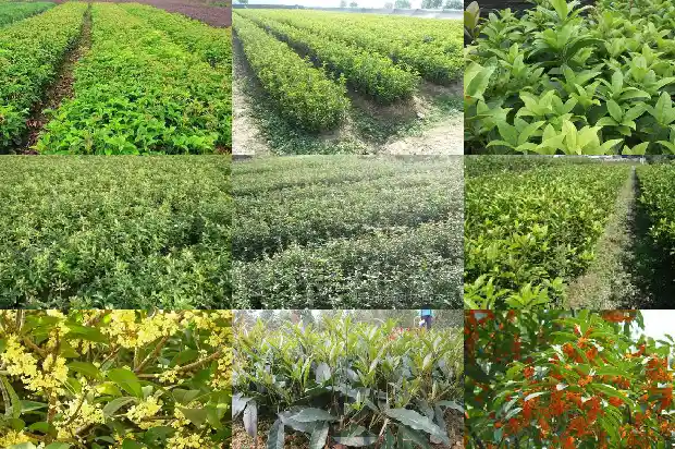 桂花树是什么气味的植物1682564174369