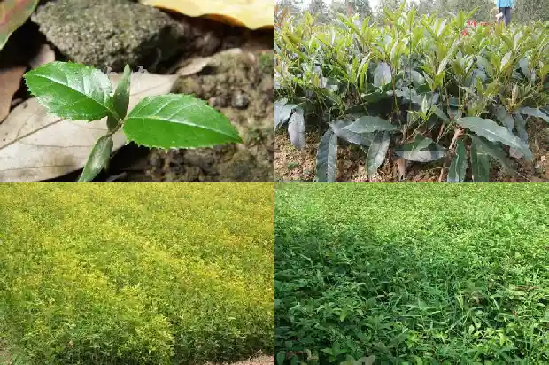 桂花树是什么气味的植物1682564174417