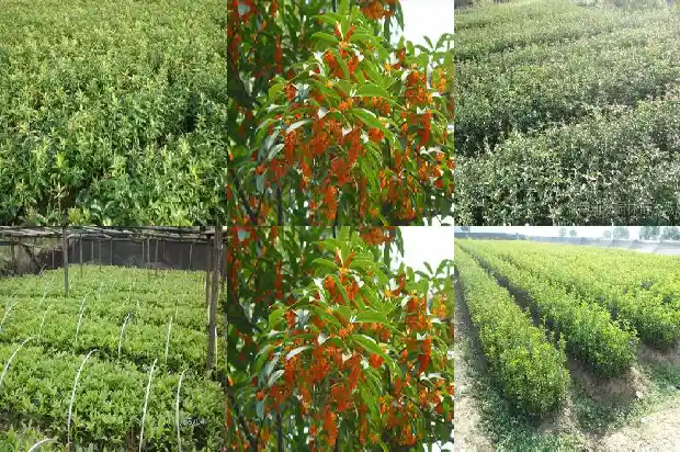 桂花树的形状颜色气味是什么样的呢1682564192457