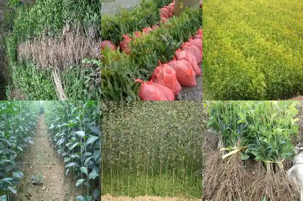 如何形容桂花树的香味1682564208342