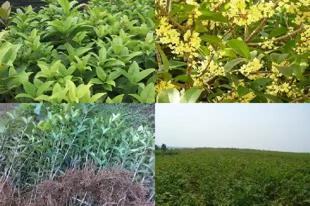 桂花是什么颜色的有什么特点1682564230623