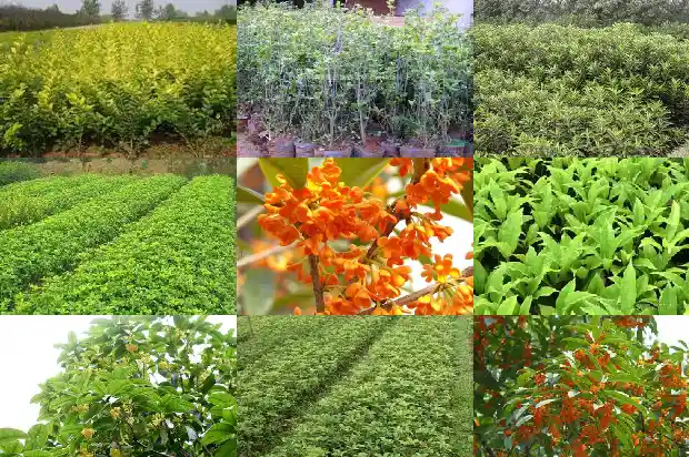 桂花叶的形状和颜色是什么1682564252867