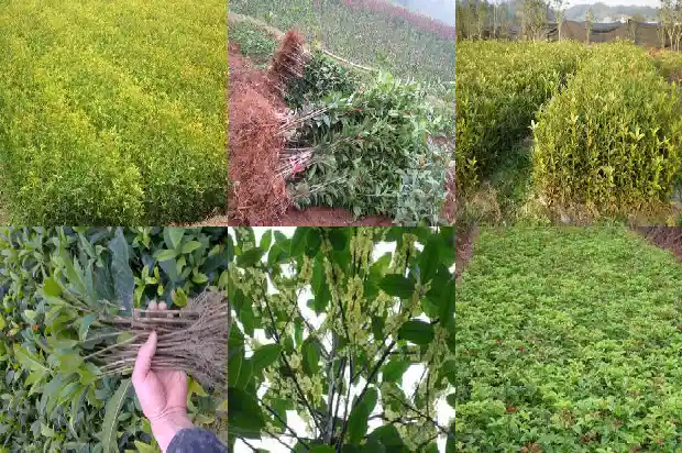 桂花叶子形状和颜色1682564275096