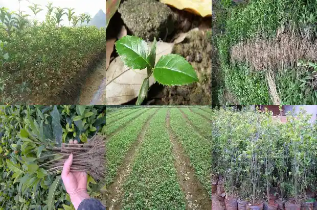 桂花树叶形状特点纹路和颜色搭配1682564312709