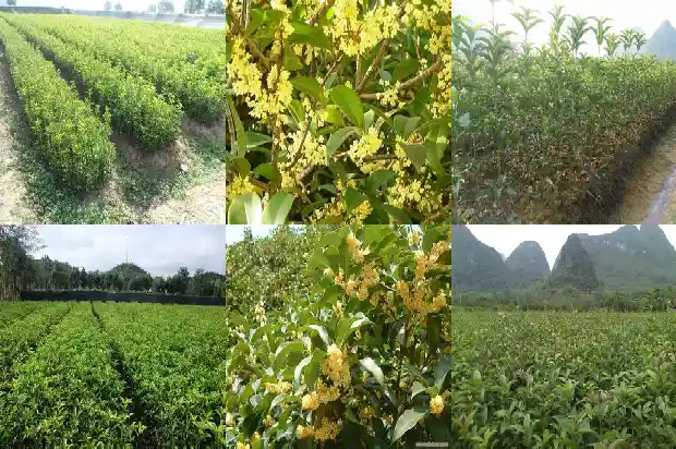 桂花树叶形状特点纹路和颜色搭配1682564312757