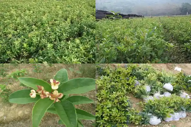 天香台阁桂花香不香了1690072590798