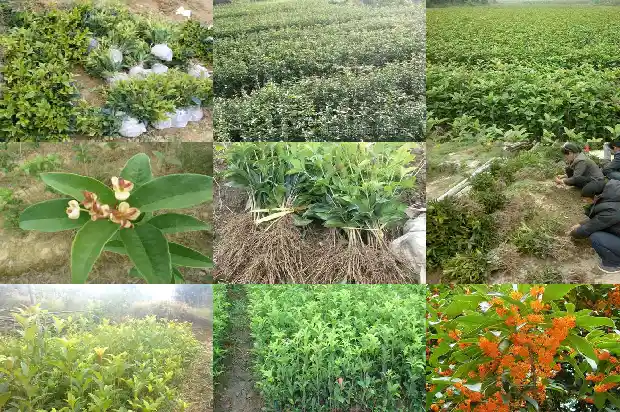 怎么制做桂花茶1689467941474
