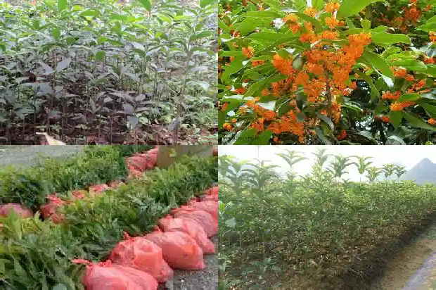 桂花从叶片分辨品种1682564426279