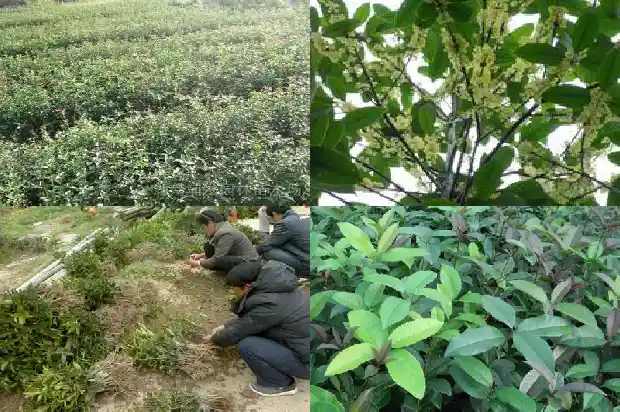 桂花从叶片分辨品种1682564426422