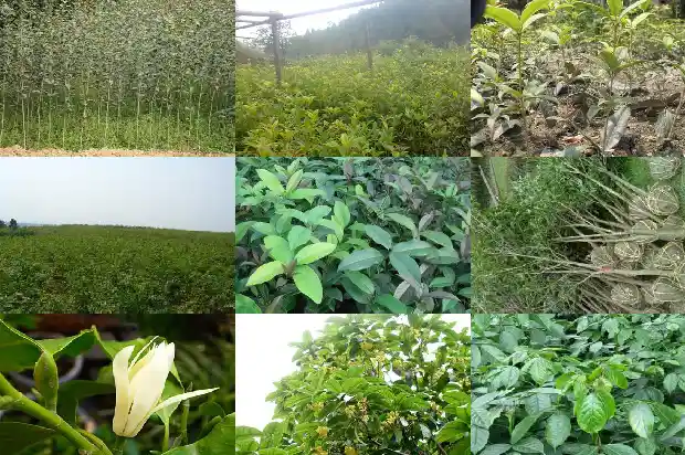 桂花的花色及种类1682564491377