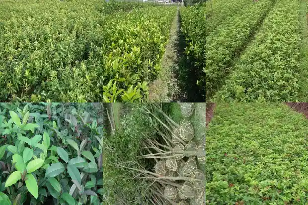 桂花的花色及种类1682564491424