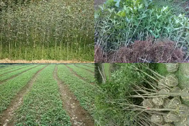 桂花嫩叶发红是什么品种1682564536487