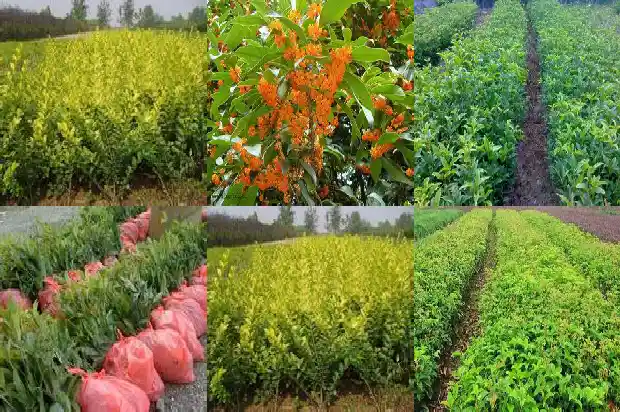 桂花嫩叶发红是什么品种1682564536583