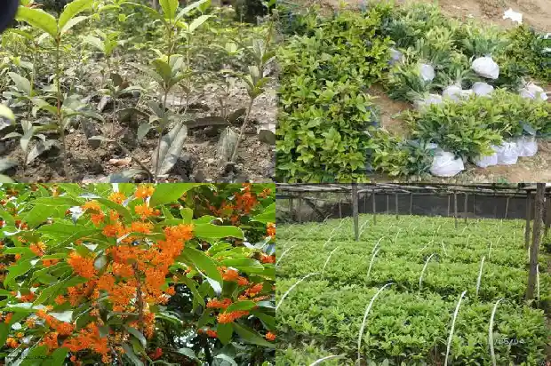 桂花树叶有什么功能和功效呢1689576795259