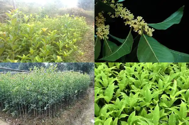桂花叶子的花纹是什么1682564572834