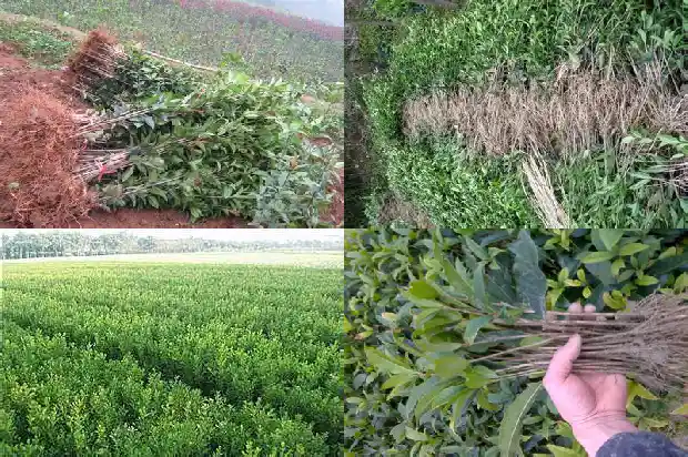 关于桂花说说句子1688793160481