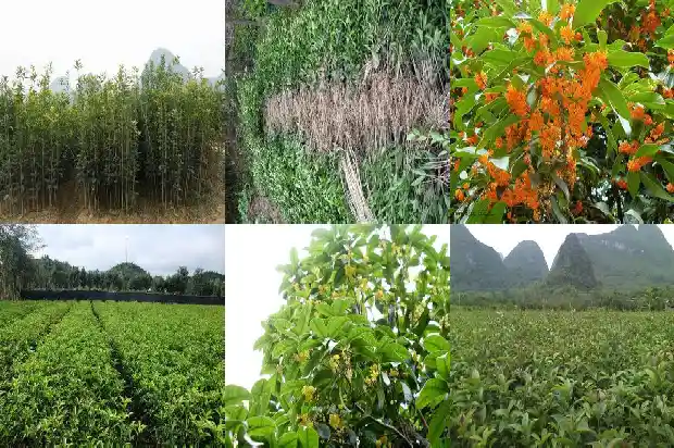 桂花的气味是什么样的?1682564610200