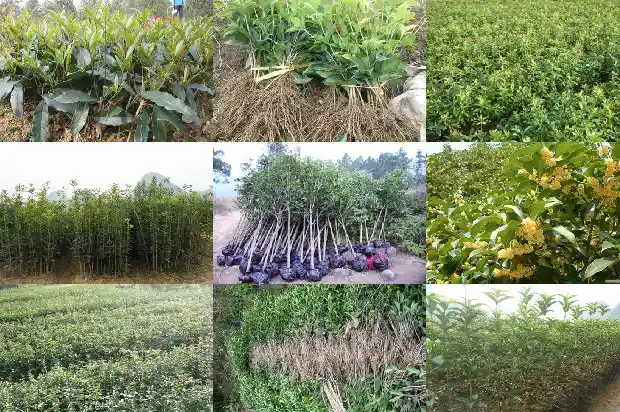 桂花的气味是什么气味1682640526741