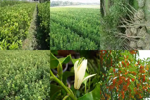 桂花的气味是什么气味1682640526751