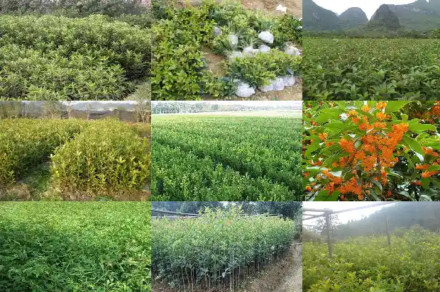 桂花的气味是什么气味1682640526760