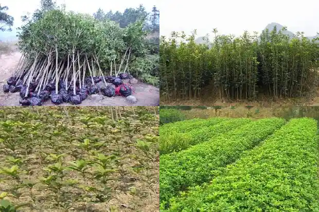 为什么喜欢桂花树1690677576232