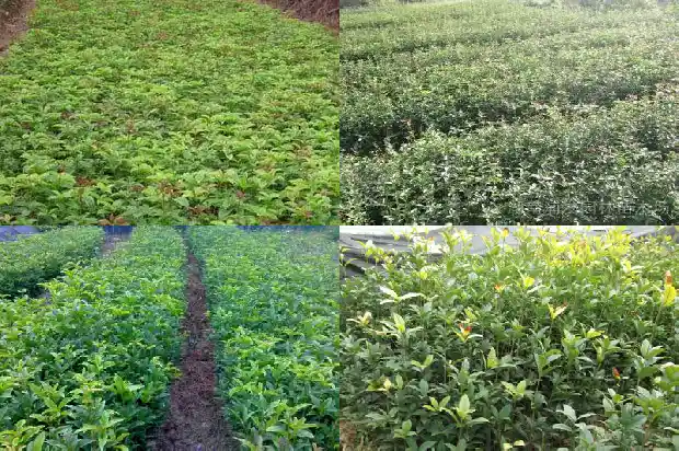 桂花茶和乌龙茶一起泡有什么功效1689467743318