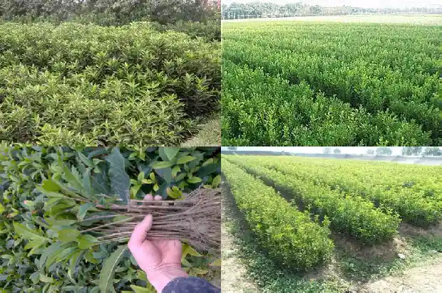 成都哪里有桂花树卖的地方1690418223591