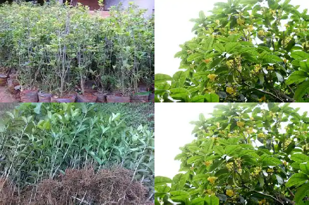 桂花的外形气味1682641392168