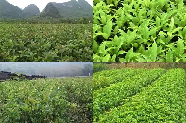 桂花的外形气味1682641392215