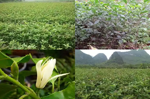 关于桂花的气味1682641541583