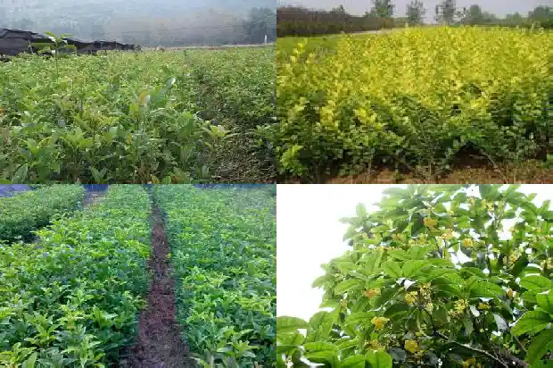 关于桂花的气味1682641541677